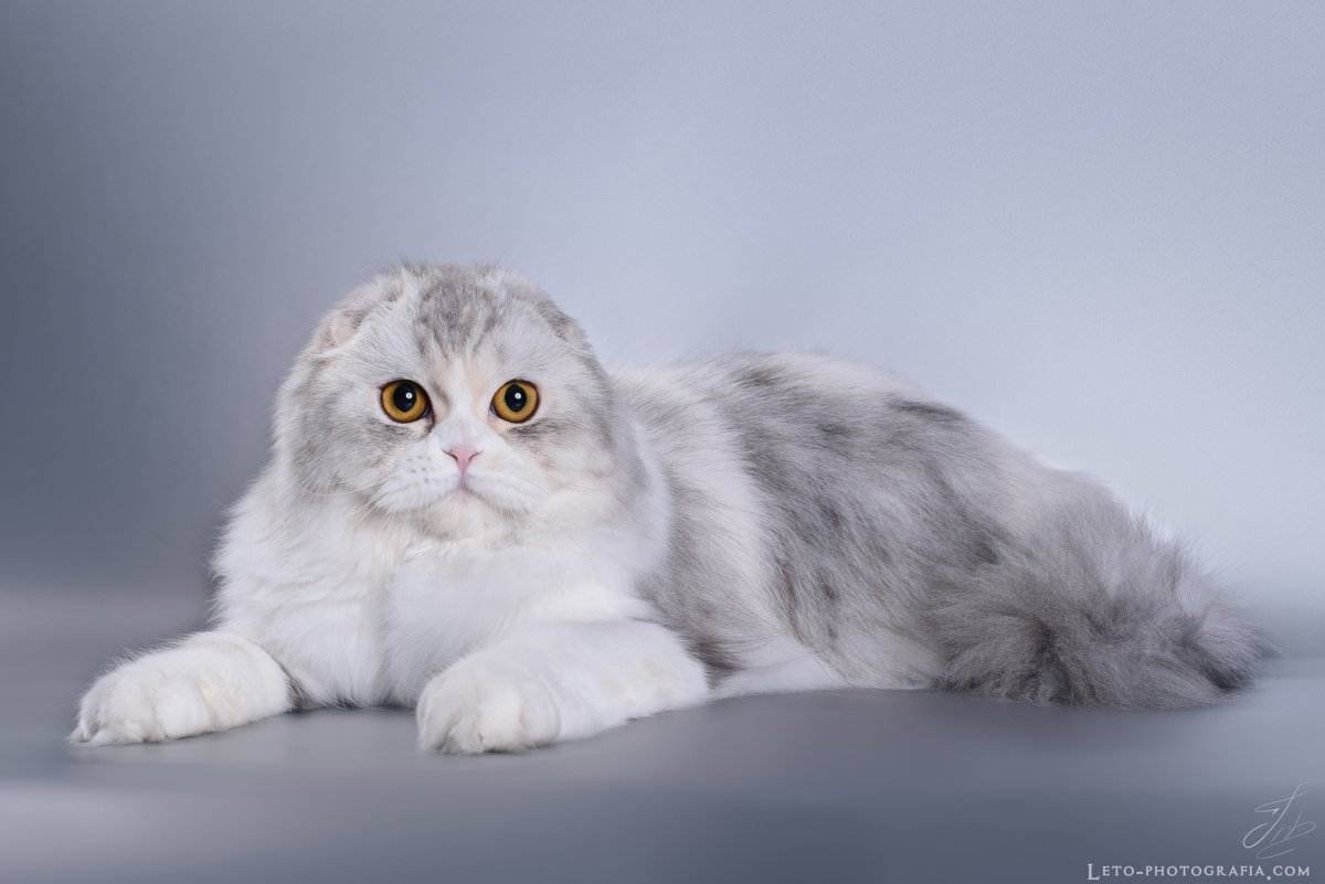 Хайленд-фолд длинношерстная