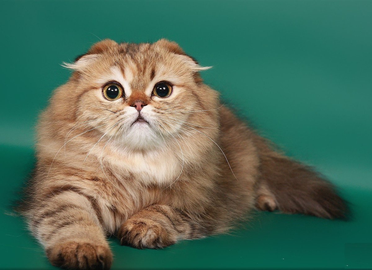 Шотландский хайленд