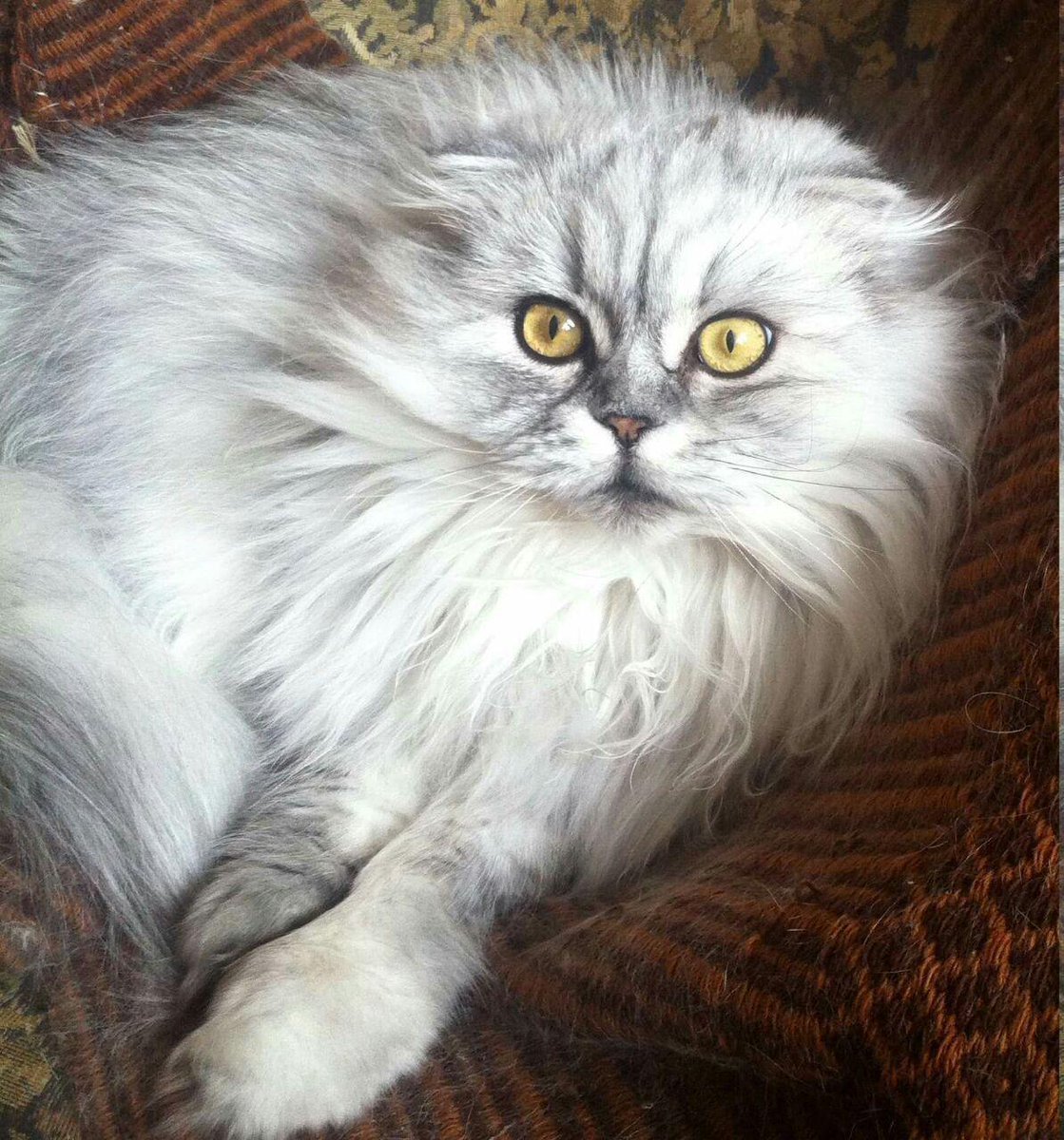 Хайленд-фолд длинношерстная вислоухая