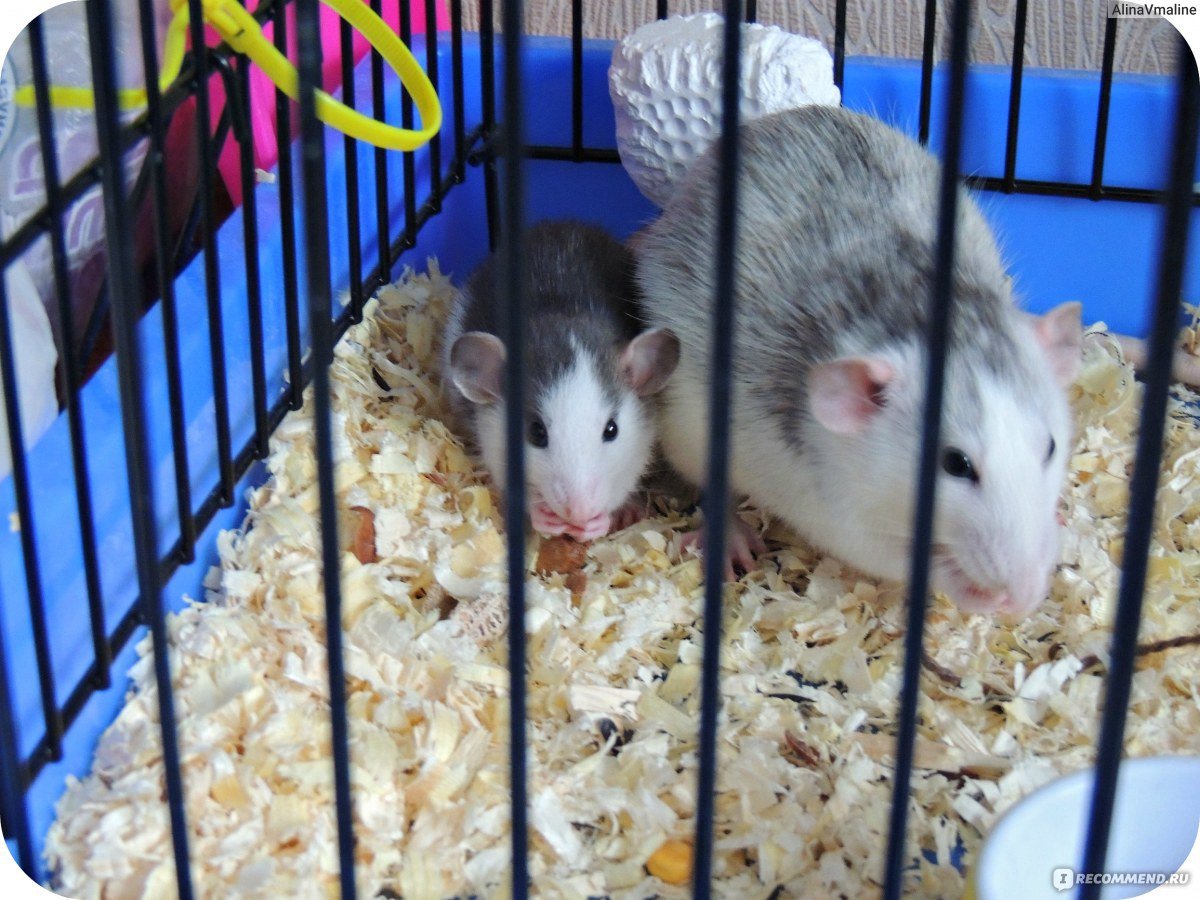 Крысы домашние