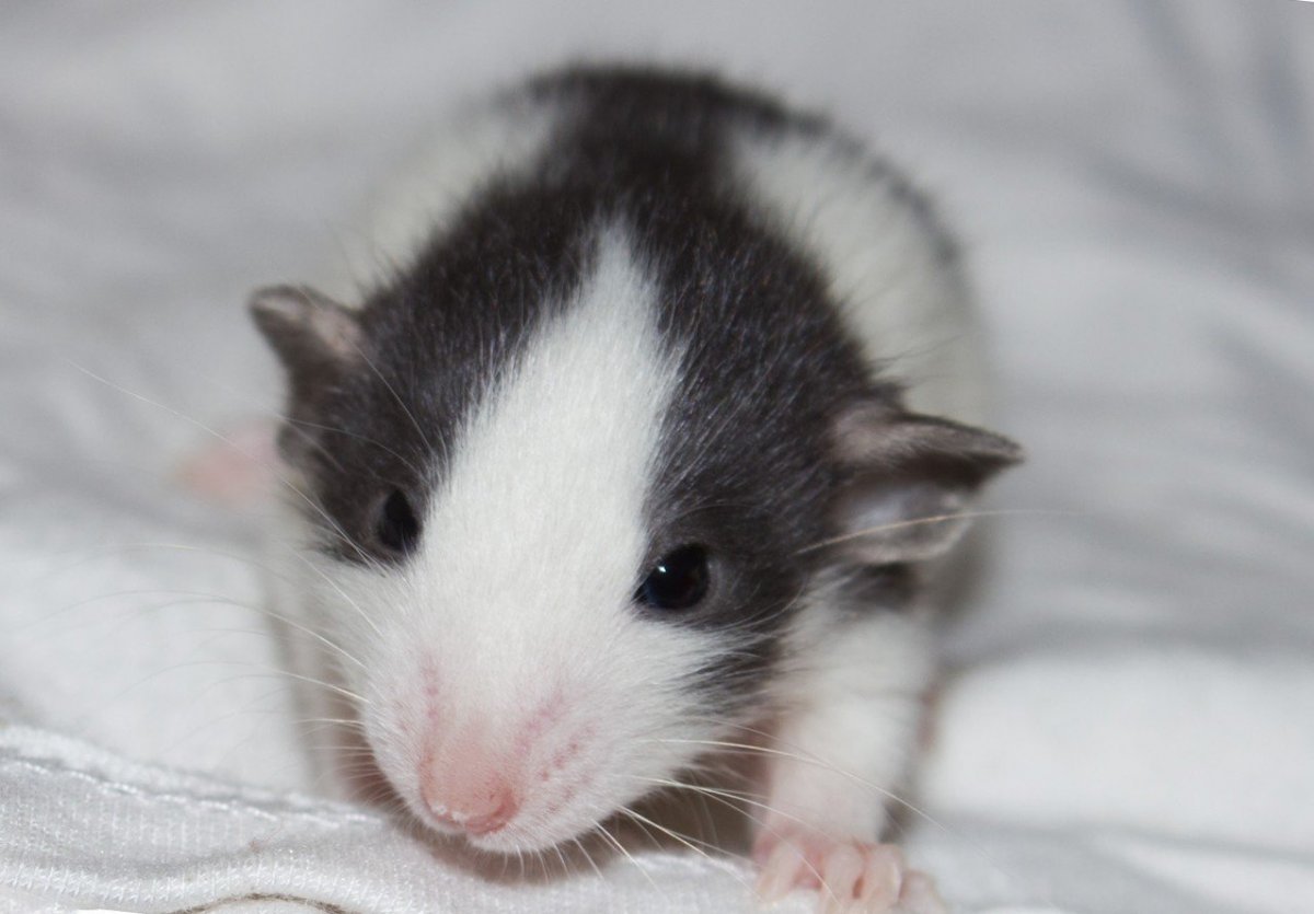 Крыса Дамбо окрас хаски