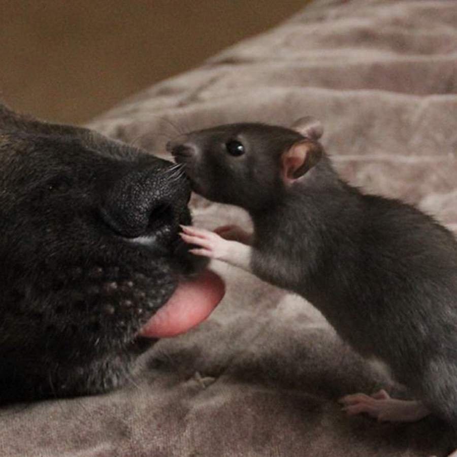 Порода крысы пуховая белый фон