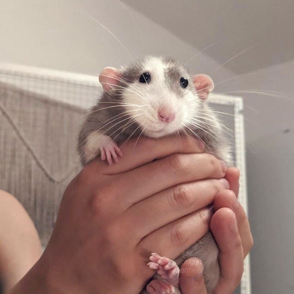 Старая крыса на белом фоне