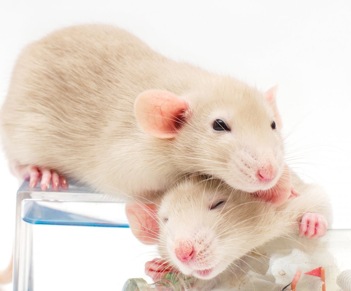 Черная и белая крыса