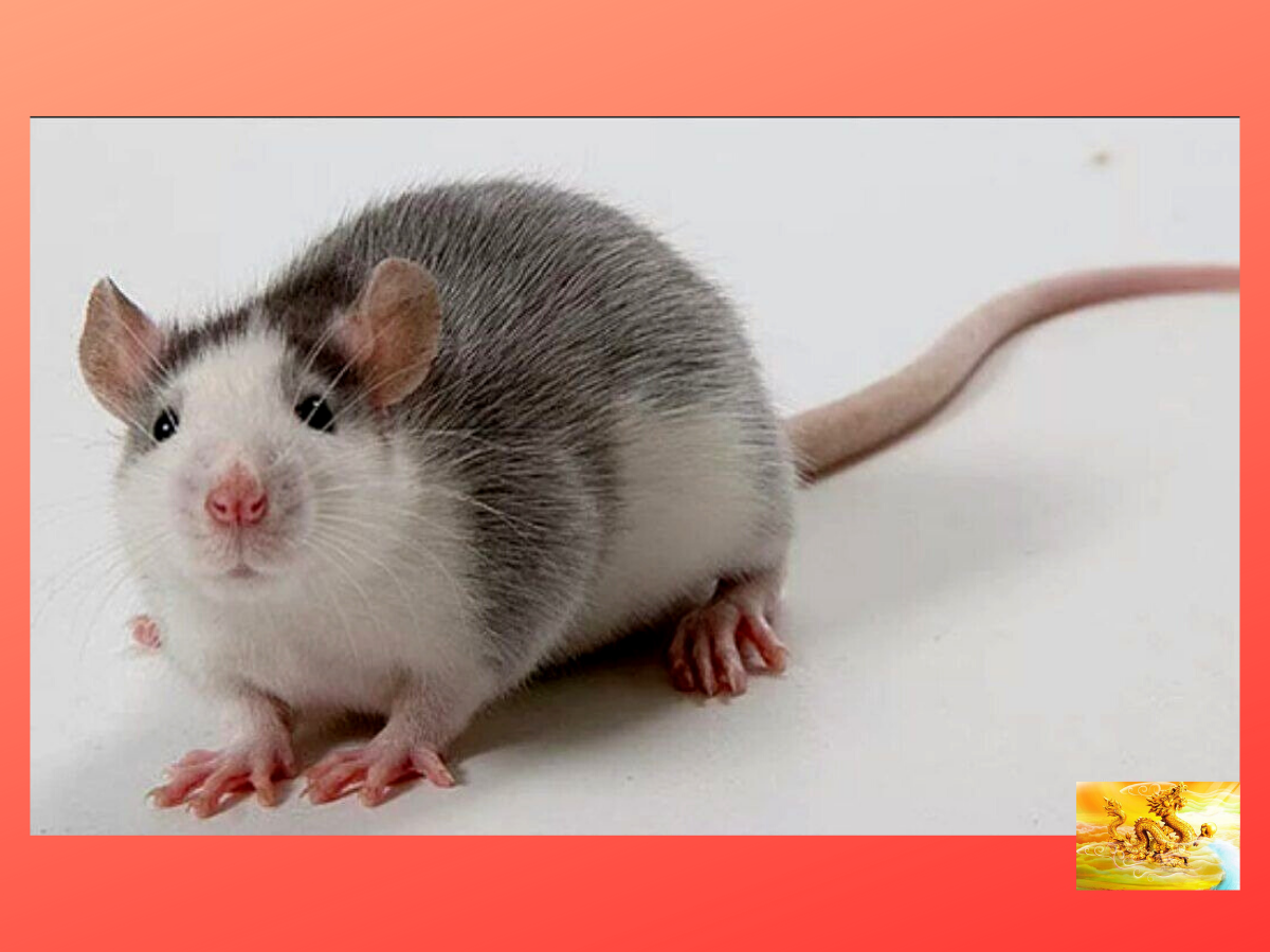 Хаски Ирбис