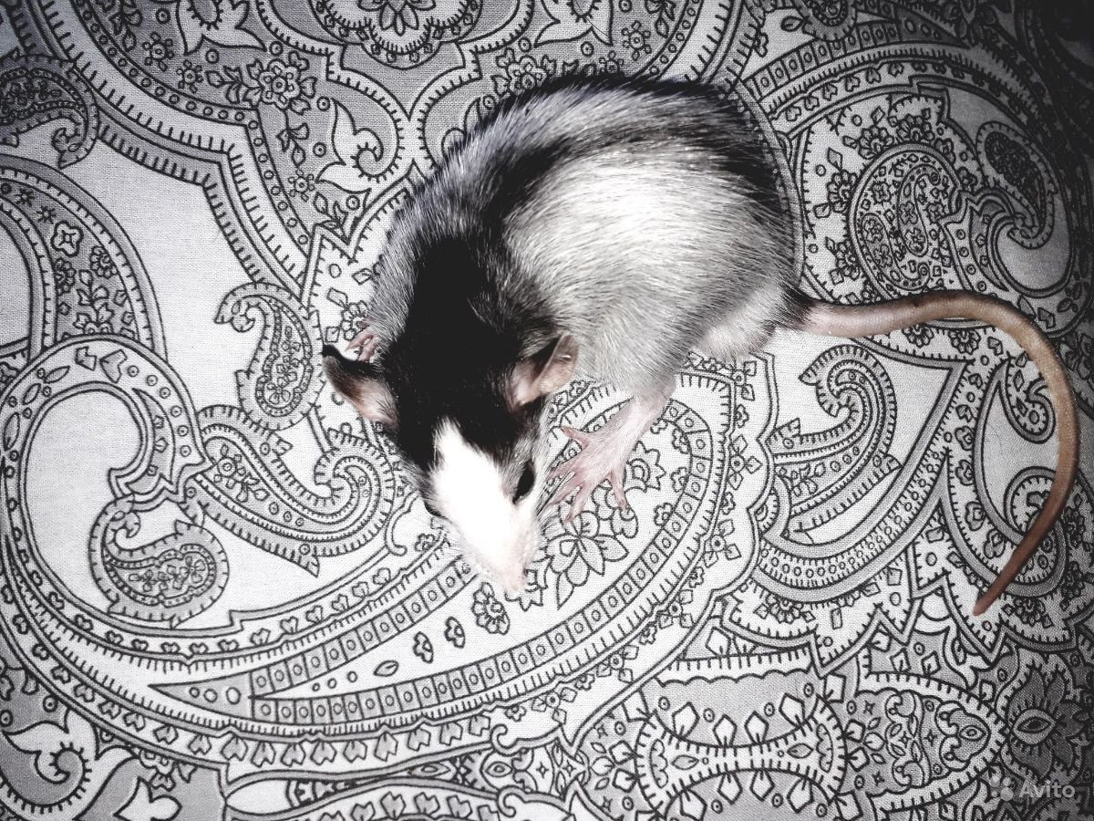 Крыса породы Дамбо