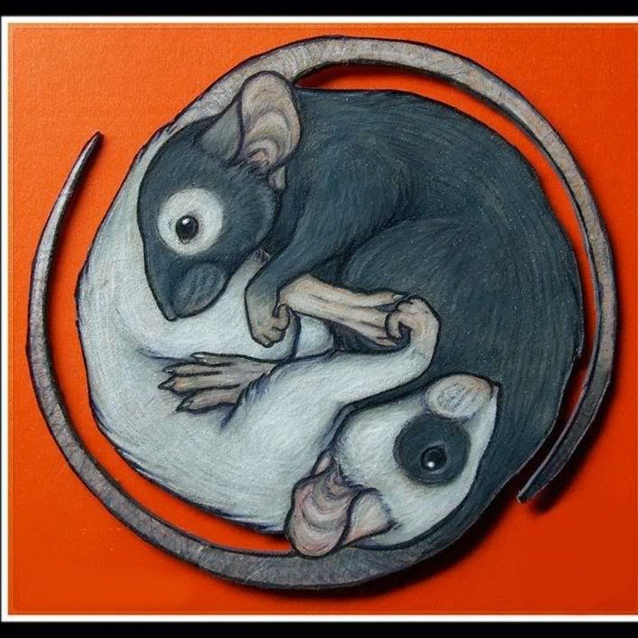 Крыса ручная домашняя