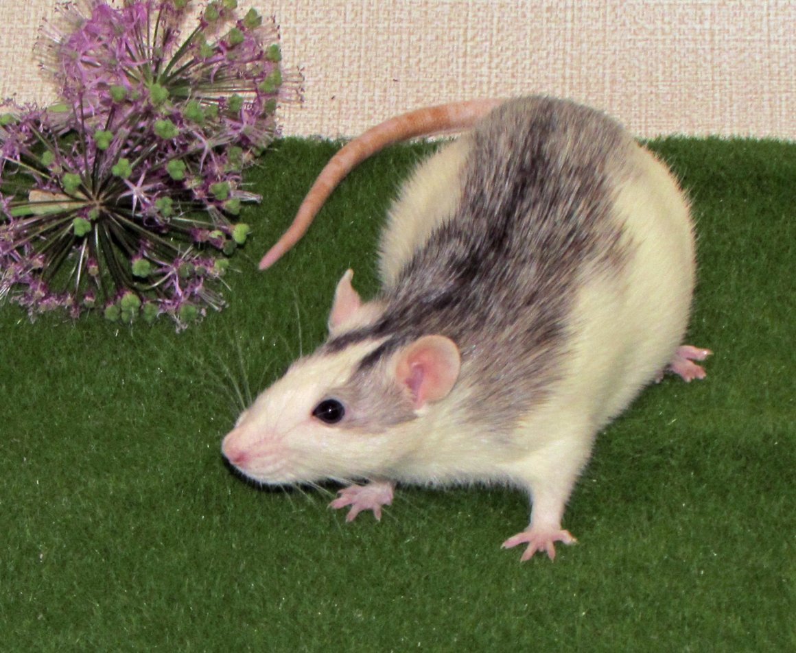 Крыса Сиамская хаски