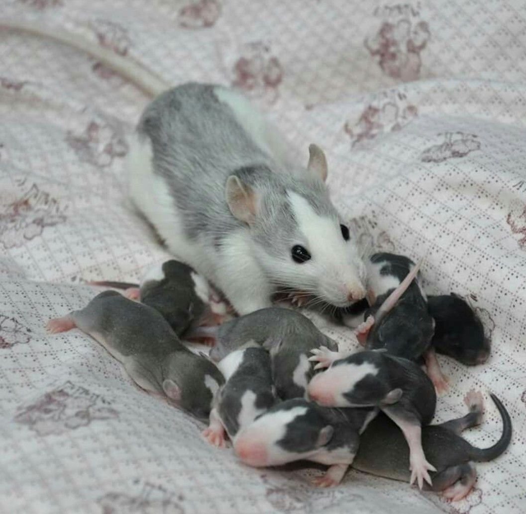 Крыса кормящая детей лежа на них