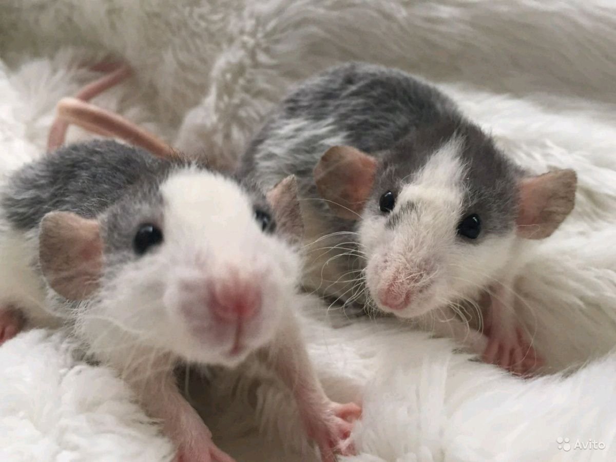 Породы крыс на белом фоне