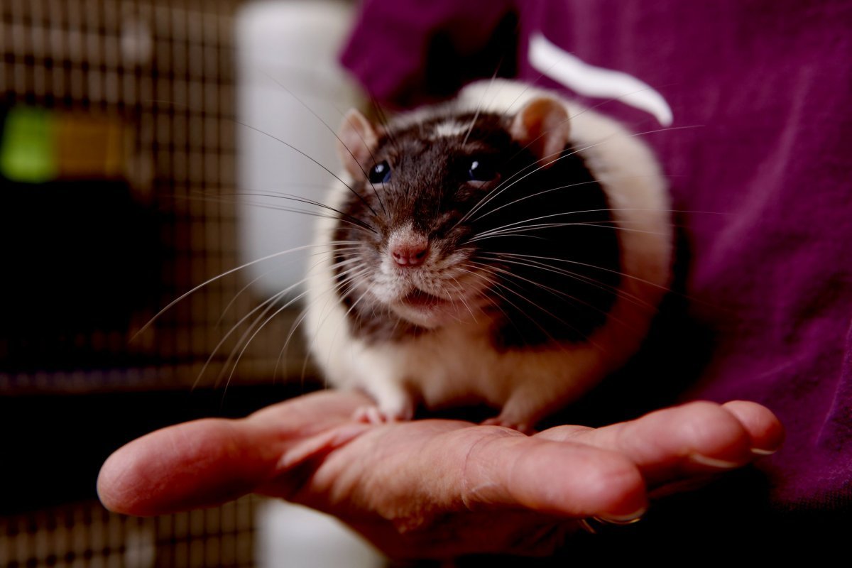 Новогодний опоссум