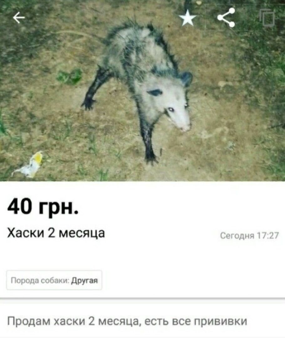 Крысы породы хаски