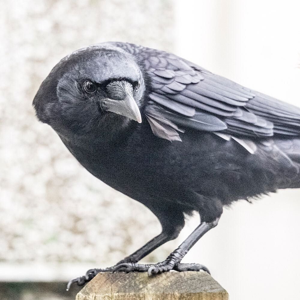 Вороний слеток