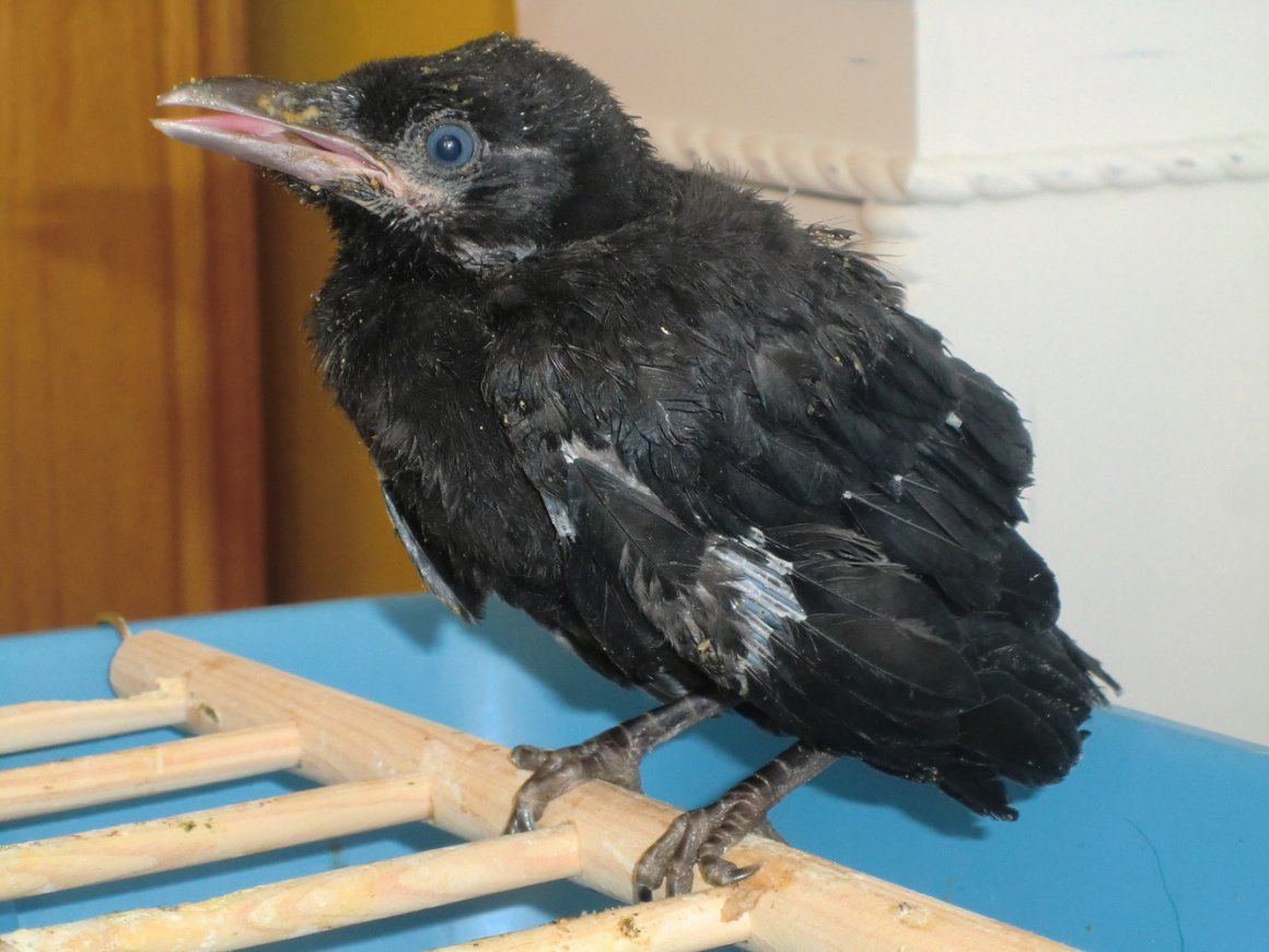 Ворон и Воронята