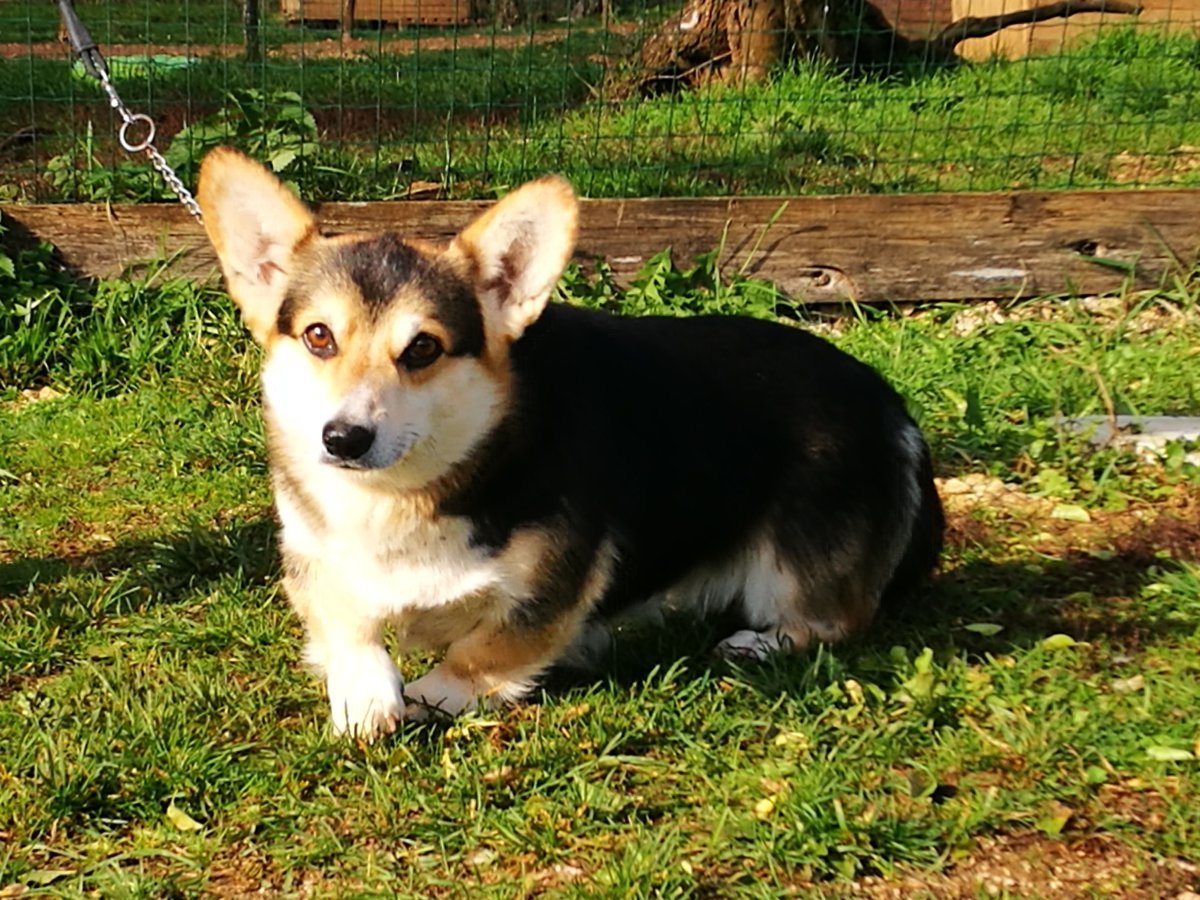 Корги и хаски