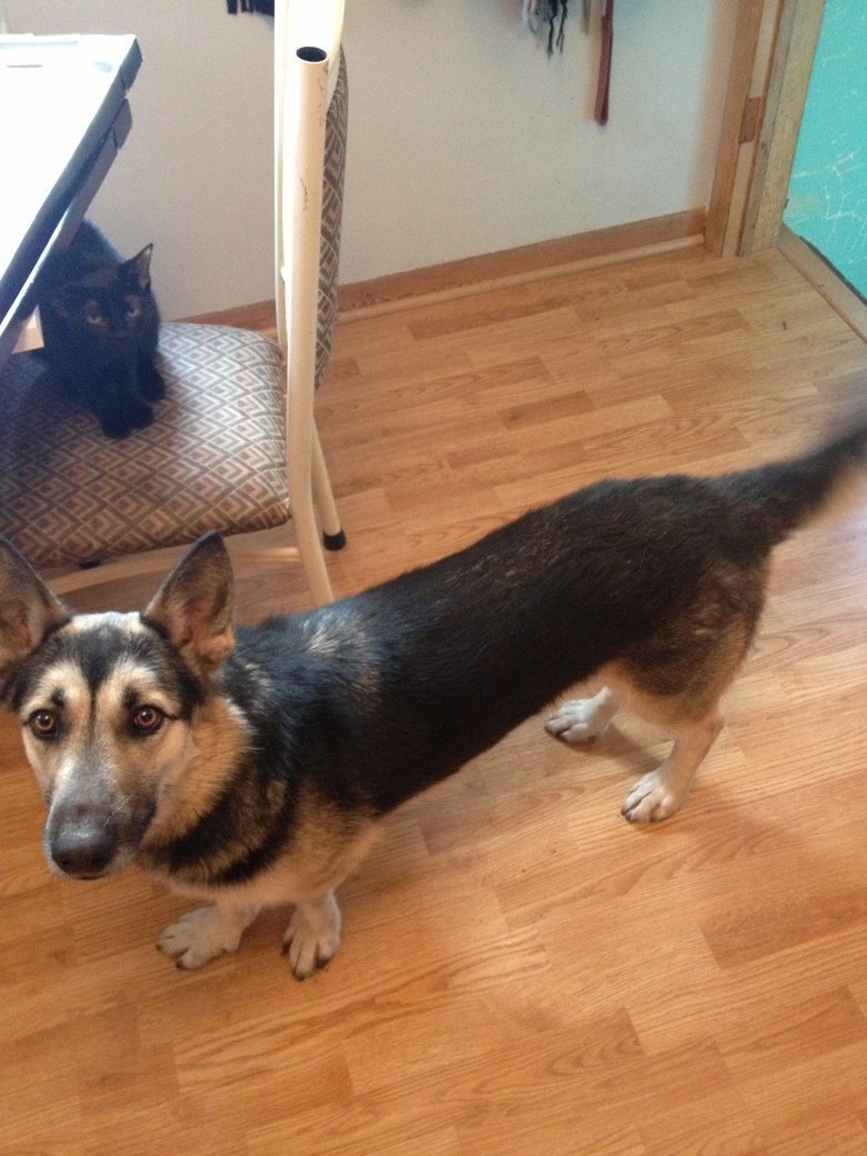 Метис корги и овчарки