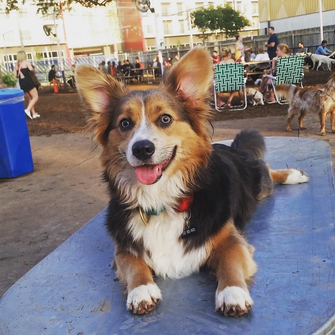 Метис корги