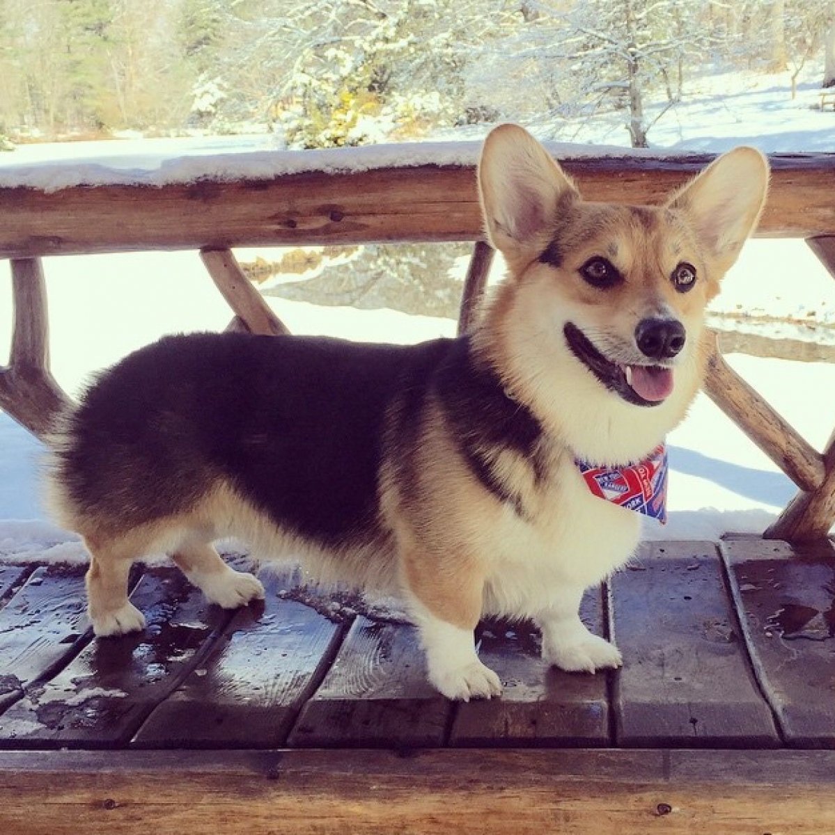 Корги и хаски