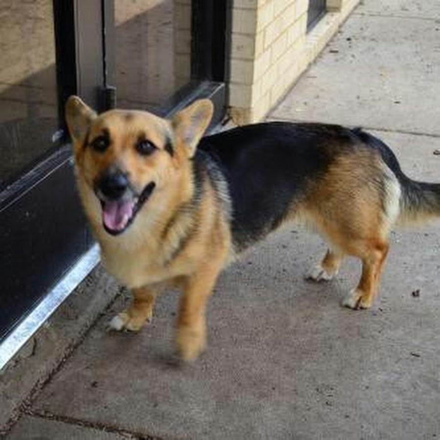 Порода корги смесь с овчаркой