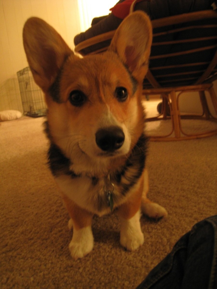 Метис вельш корги и таксы