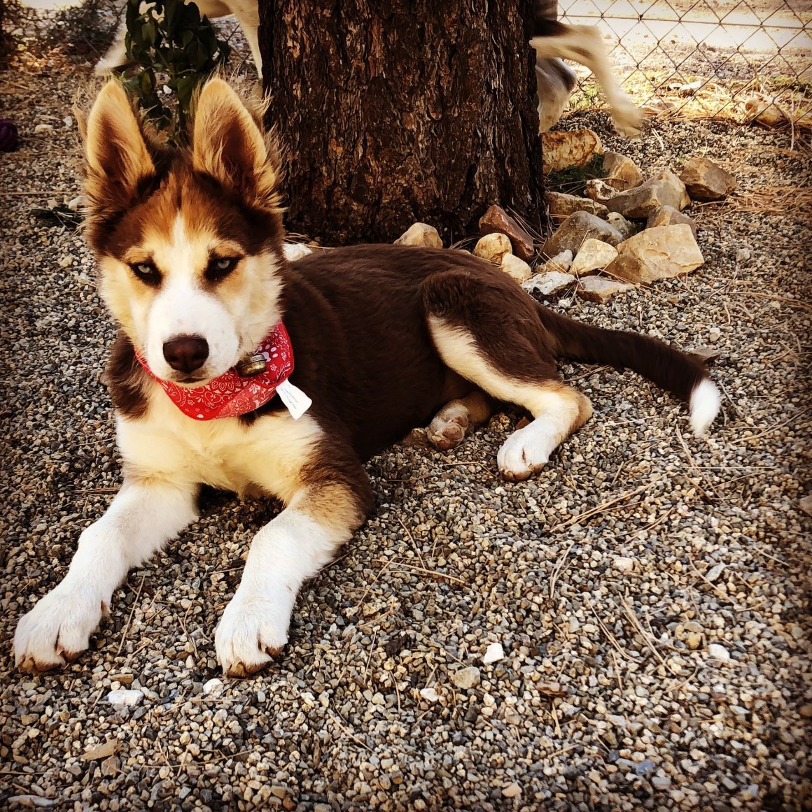 Метис корги и хаски