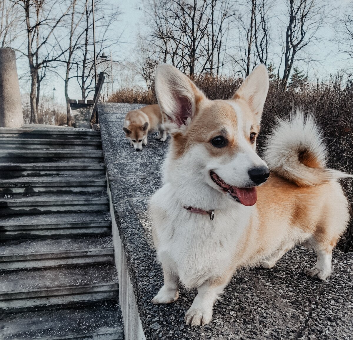 Ездовой корги