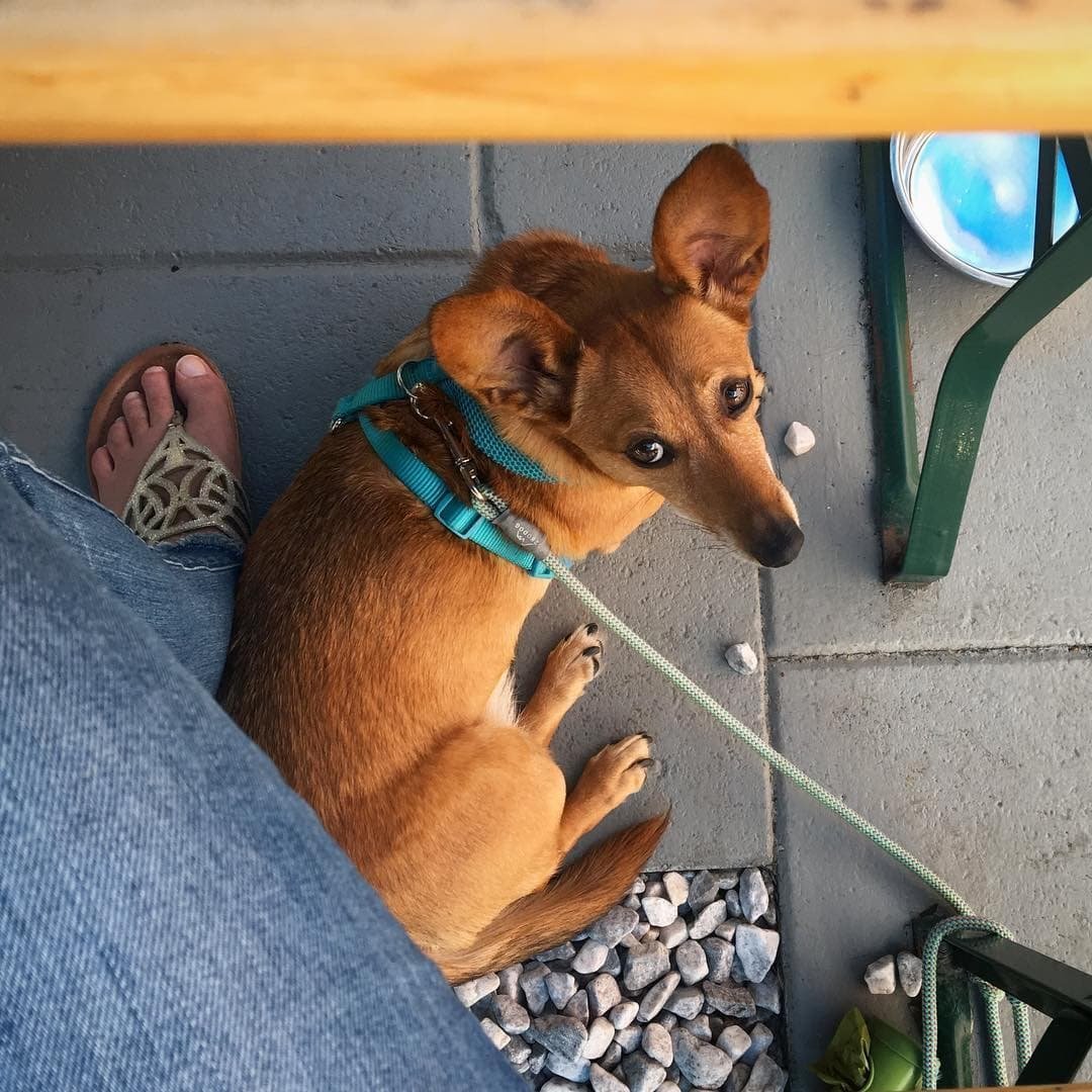 Метис корги и таксы