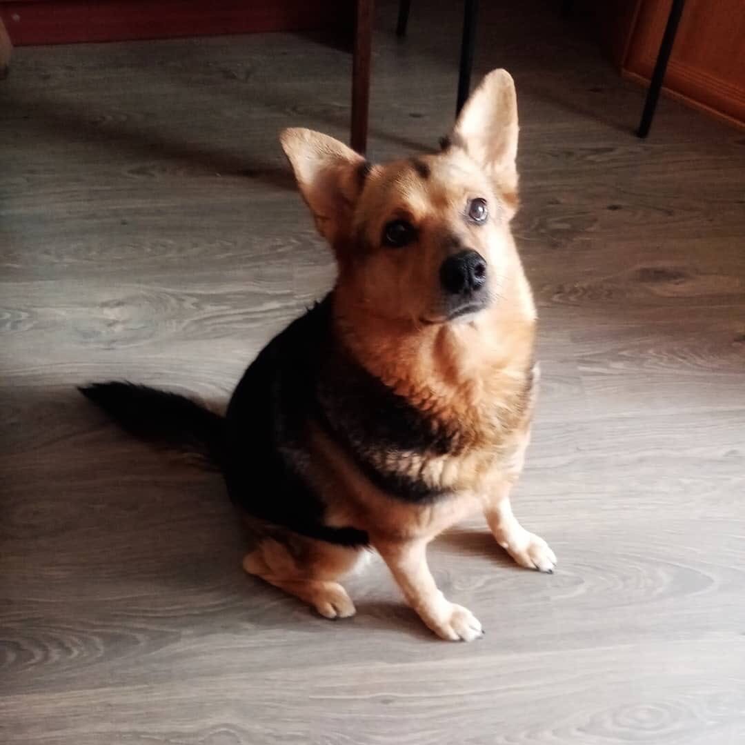 Метис корги