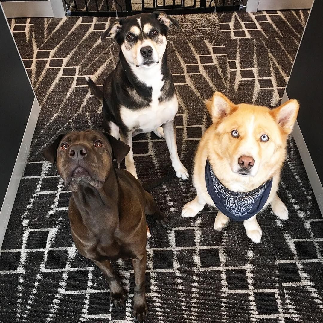 Метис хаски+корги+питбуль