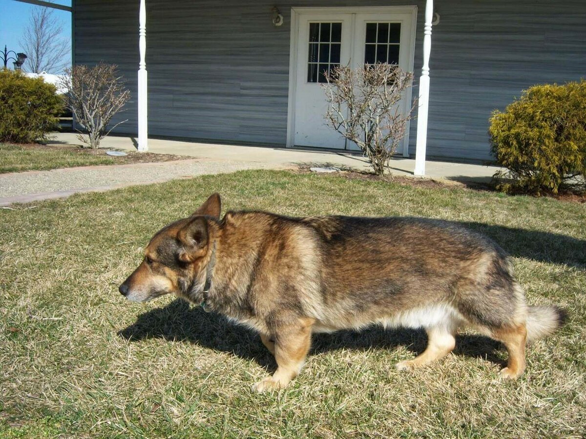 Помесь корги и овчарки