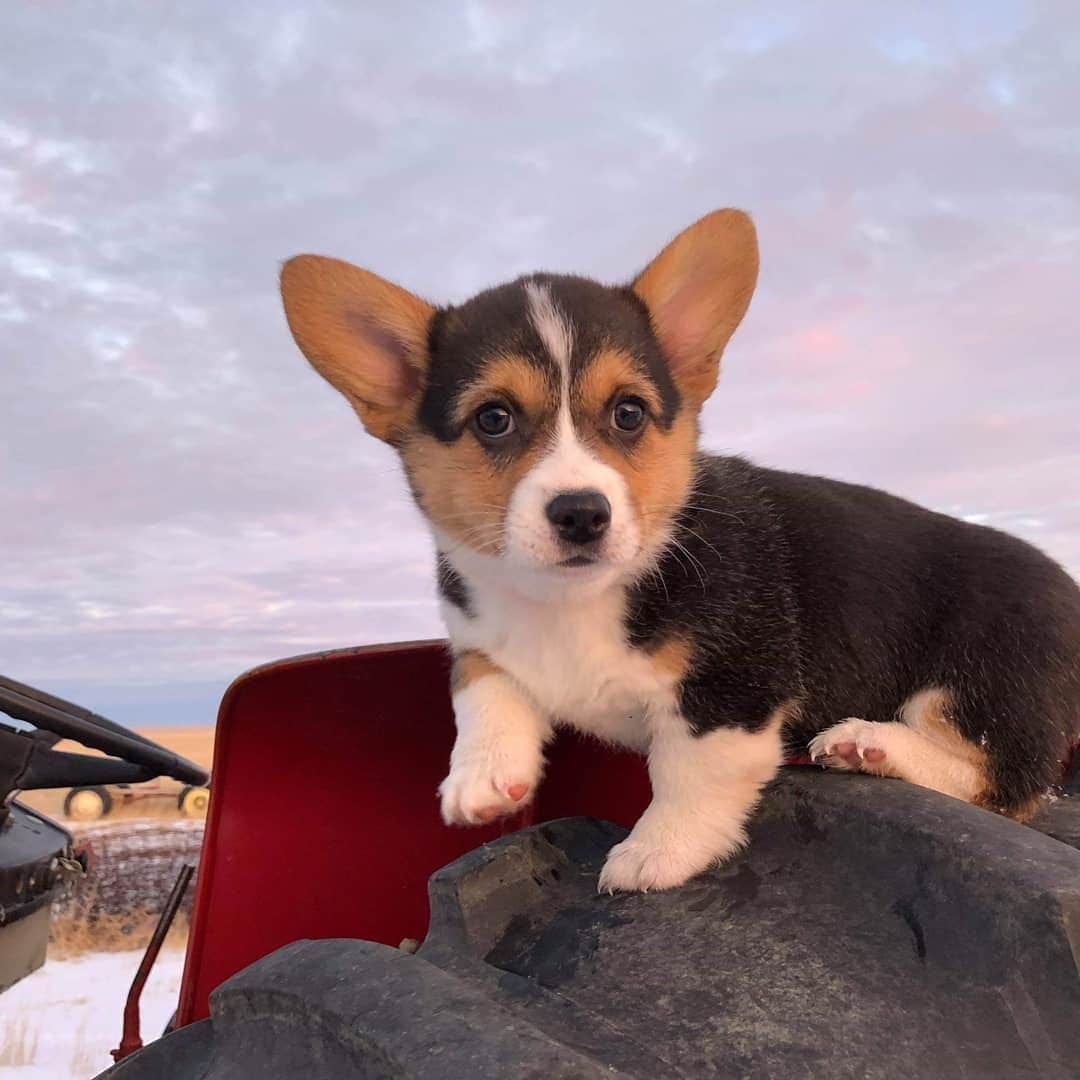 Метис вельш корги