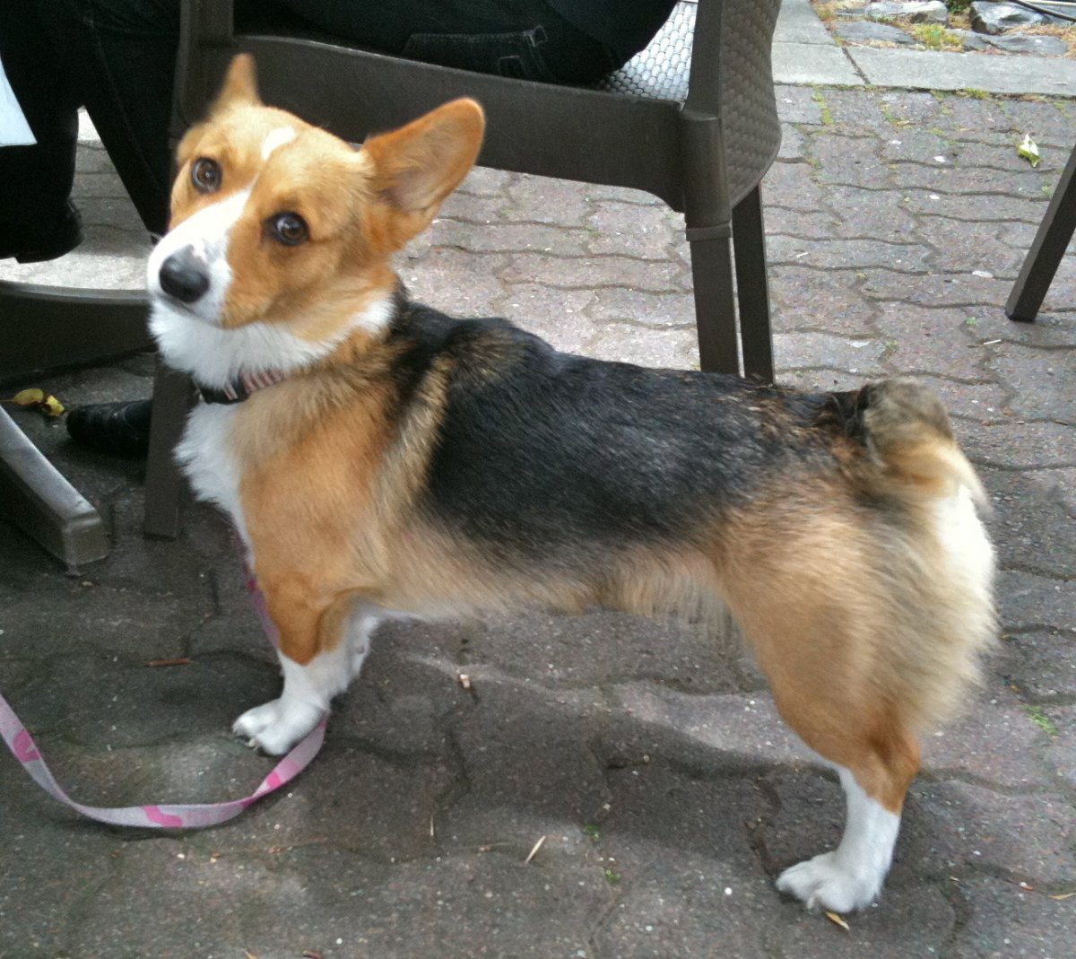 Метис вельш корги пемброк