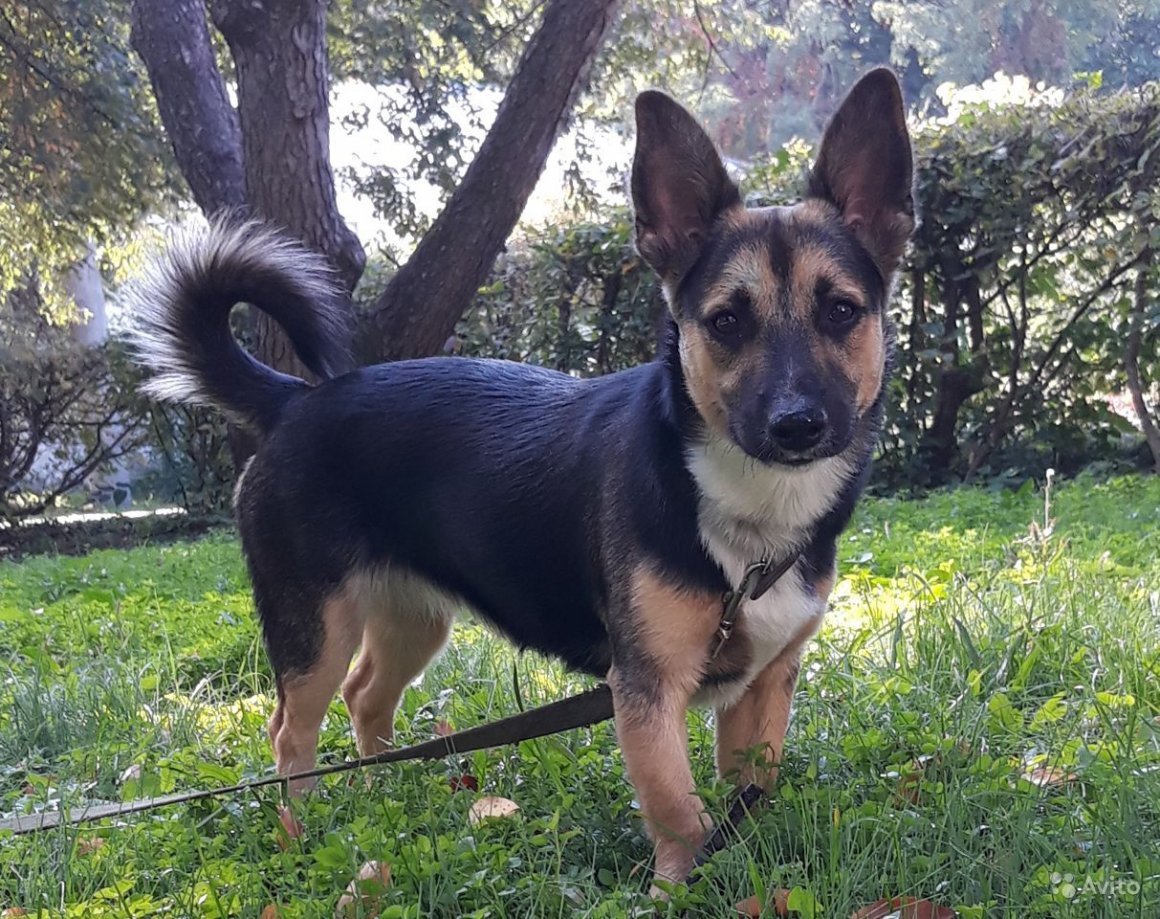 Помесь корги и овчарки