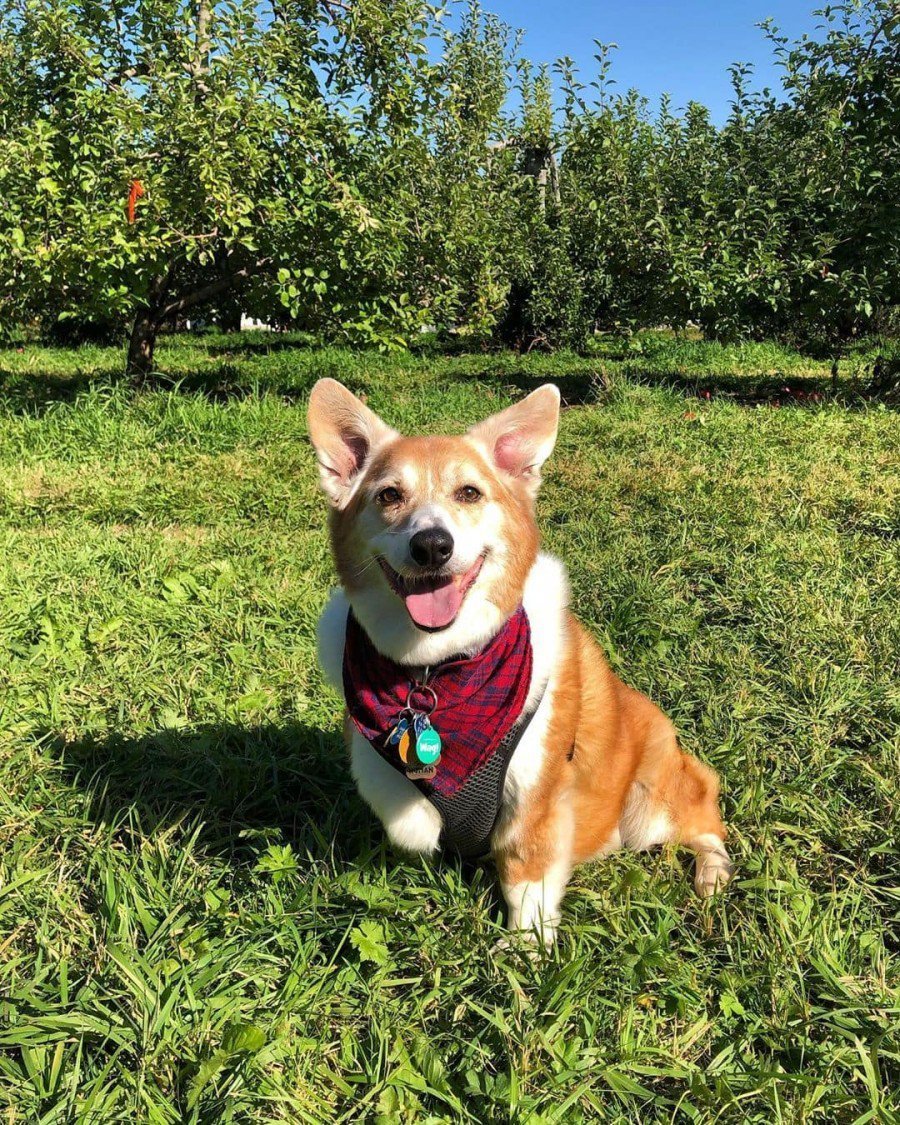 Корги собака метис