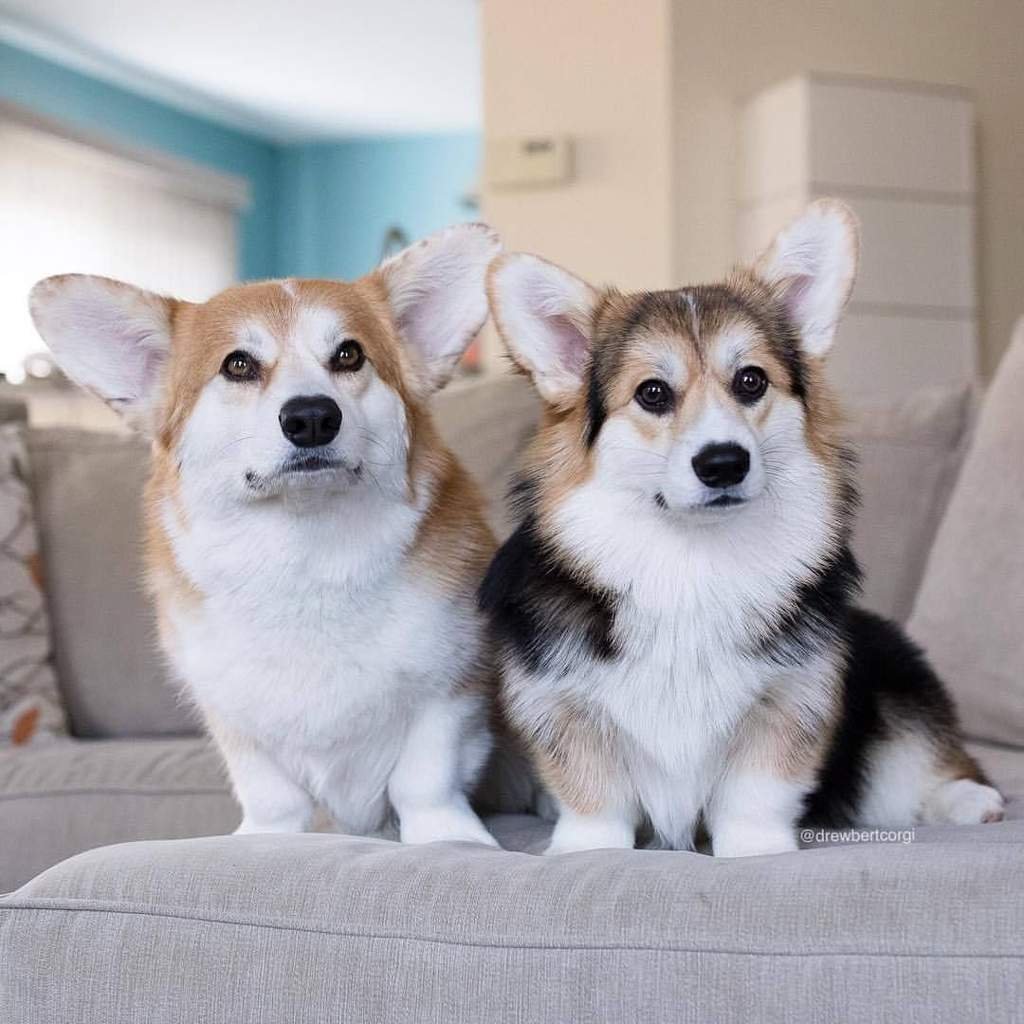 Корги и хаски