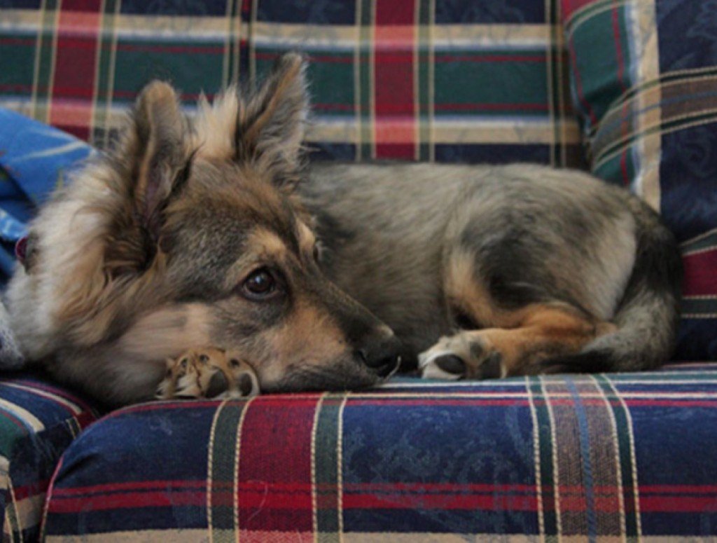 Скрещивание корги и немецкой овчарки