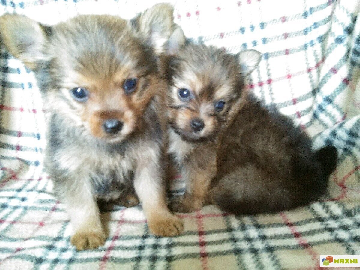 Еркширский терьер Метиз