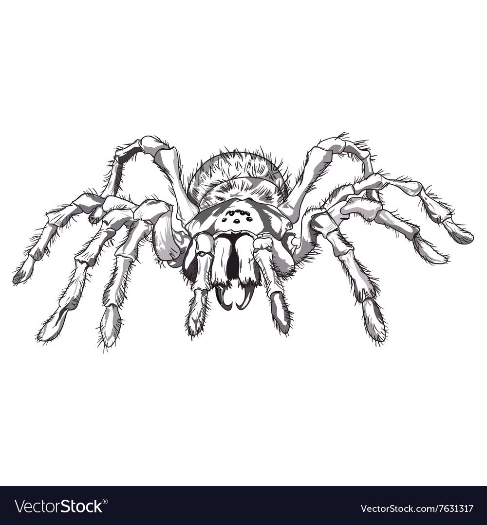 Эскизы татуировок Тарантул