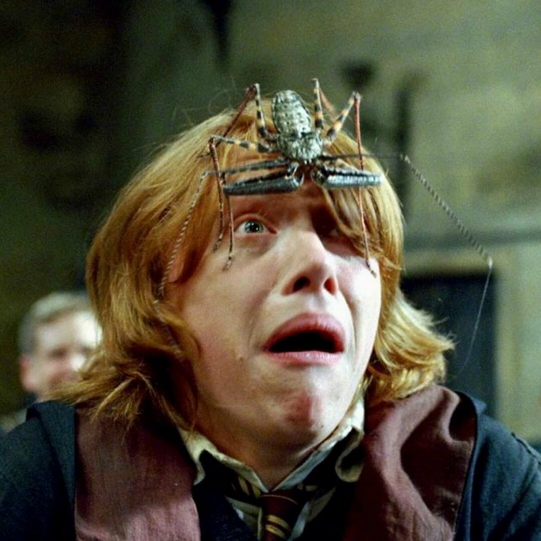 Мародёры анимаги