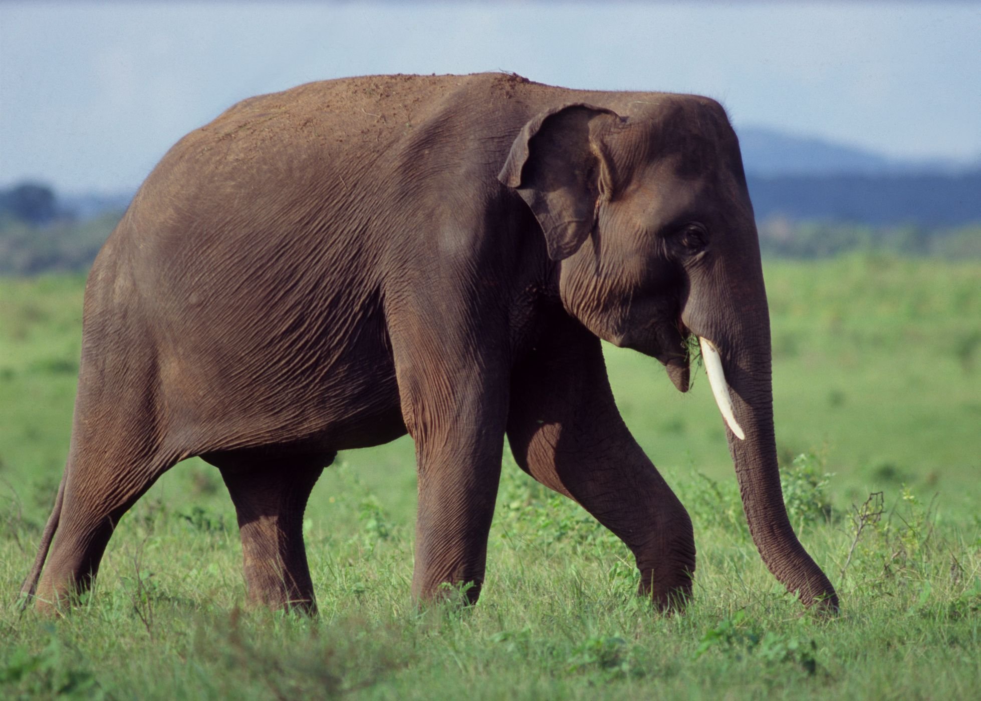 Африканские и индийские слоны 1 класс. Индийский слон. Азиатский слон. Индийские слоны. Индийский слон слон.