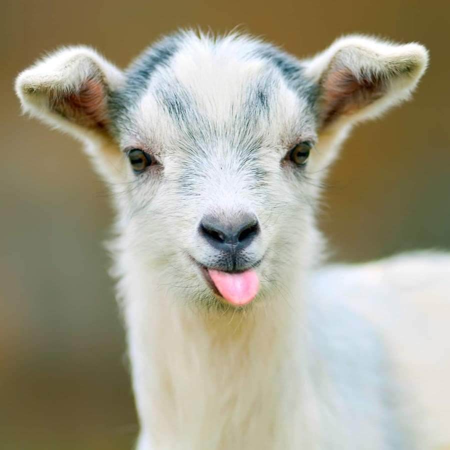 Милые козлята