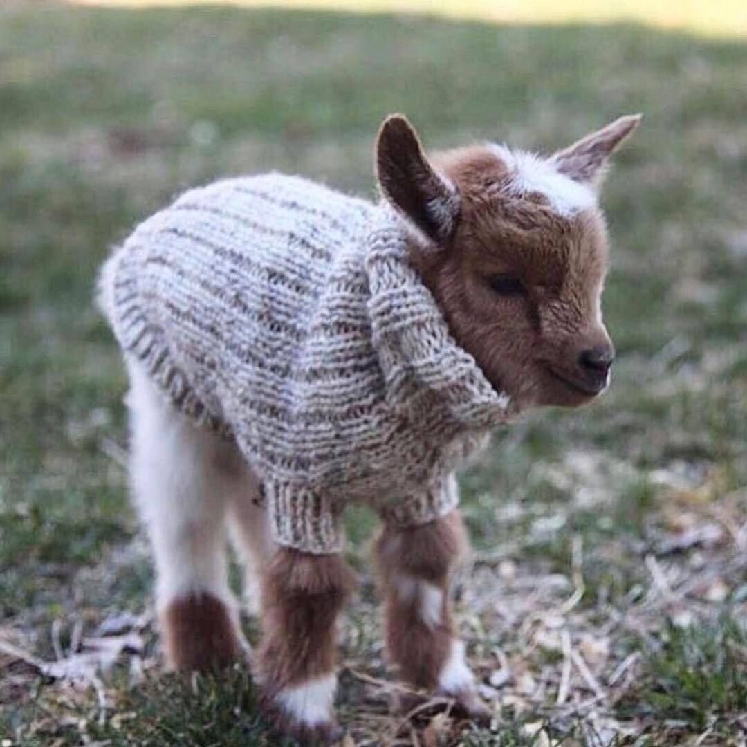 Маленькие козлятки