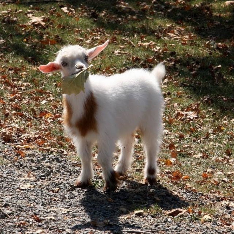 Коза улыбается