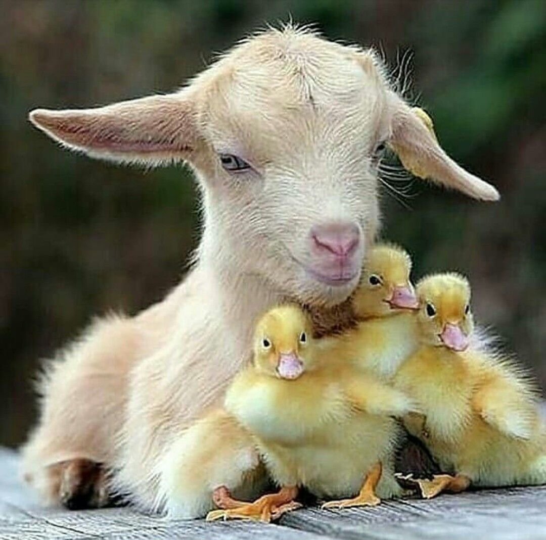 Милый козлик