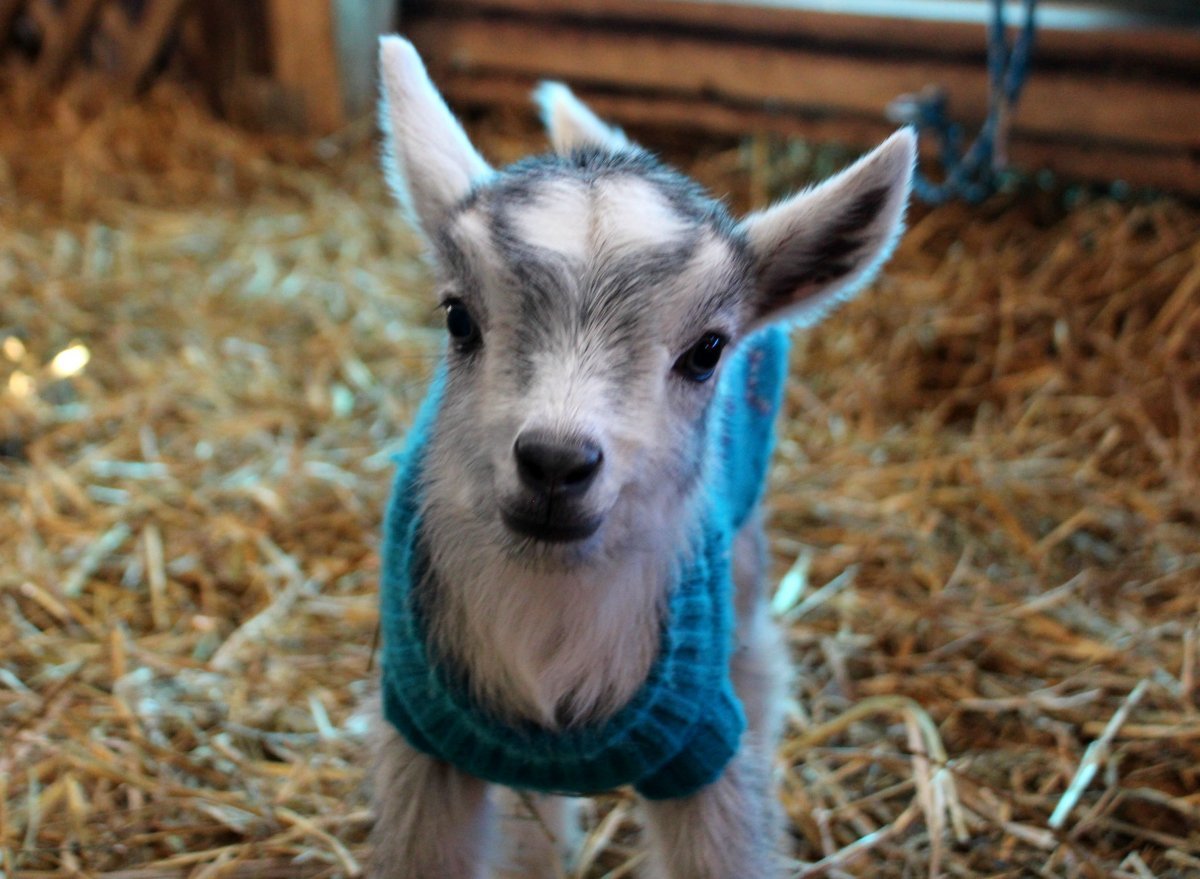 Маленький козлик