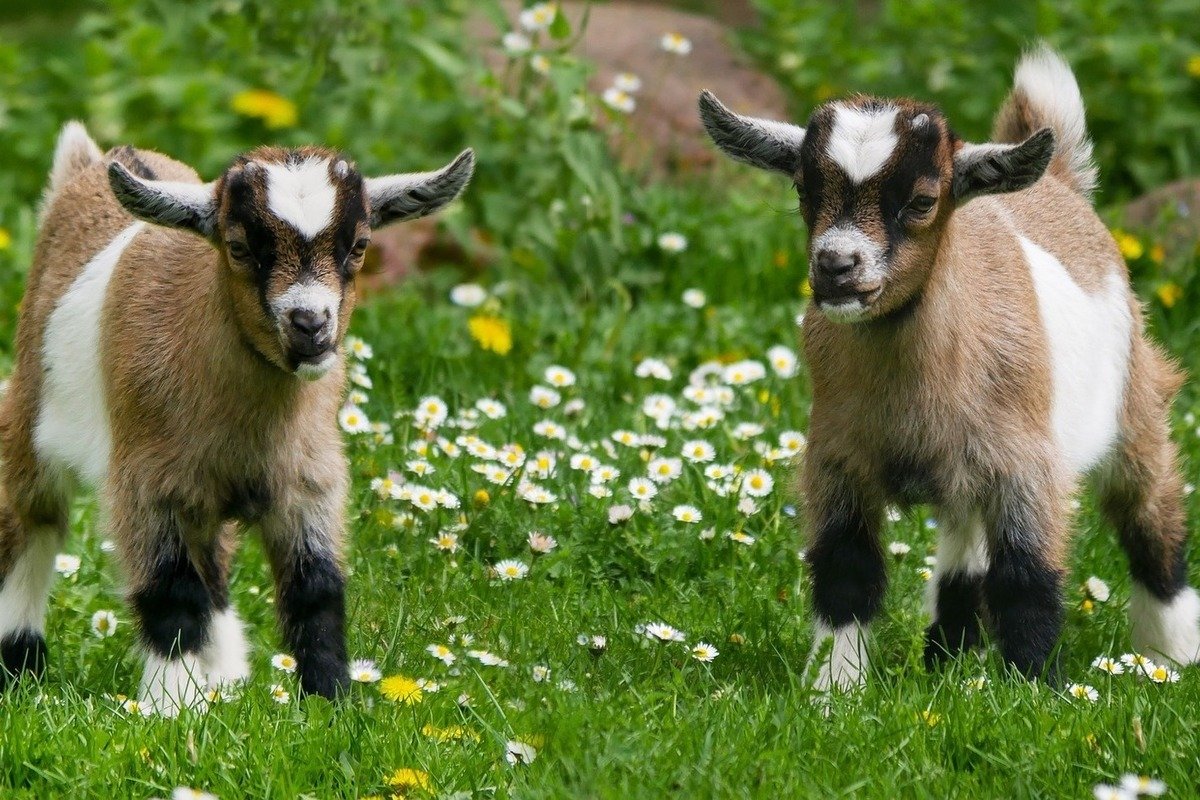 Красивые козы животные