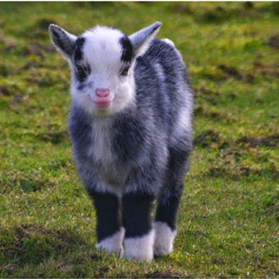 Самые милые козлята в мире