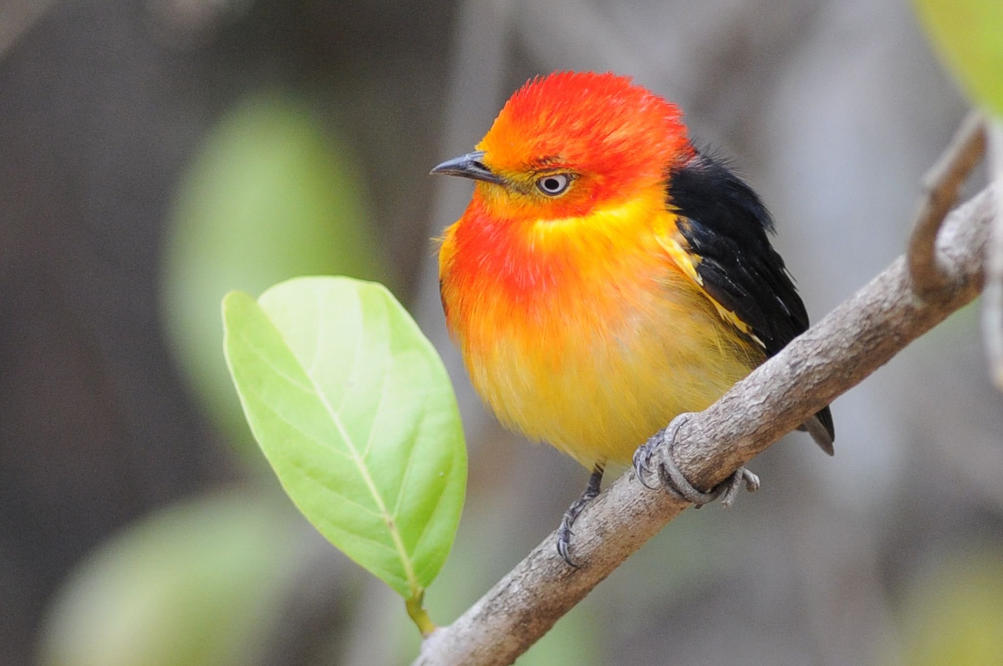 Маленькая черно оранжевая птичка. Танагра птица оранжевая. Отряд воробьиных желтогрудка. Желтая танагра. Золотая танагра.