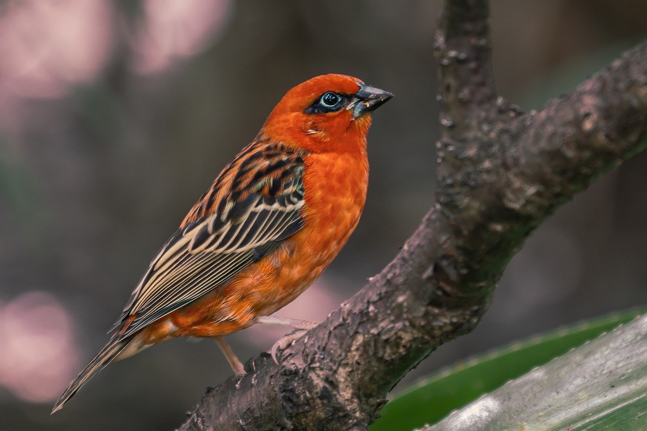 Маленькая черно оранжевая птичка. Птица с красной грудкой. Рыжая птица. Оранжевая птица. Птицы оранжевого цвета.