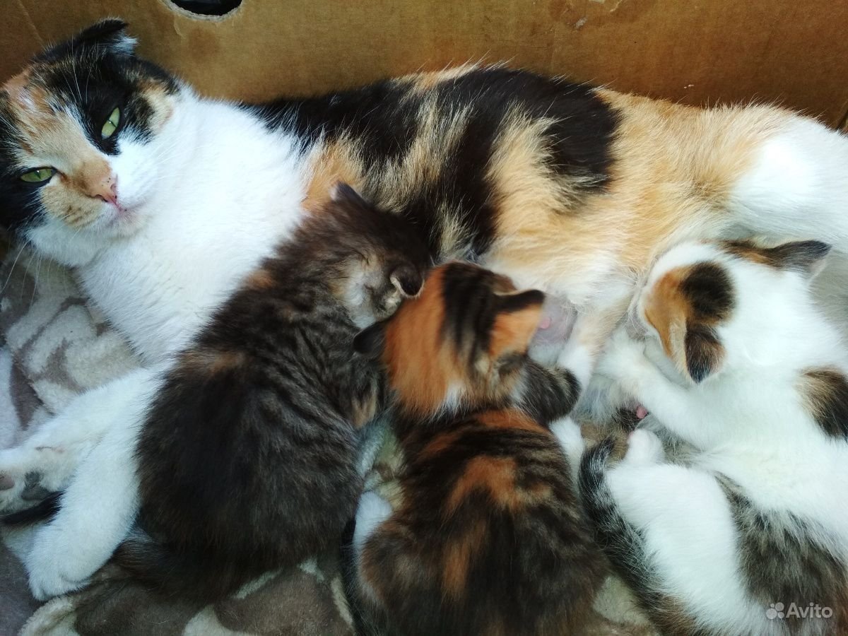 Трехцветная вислоухая кошка